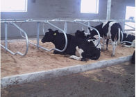1.20m の牛間隔をあけることの酪農場の倍の列のタイプ牛自由な停止